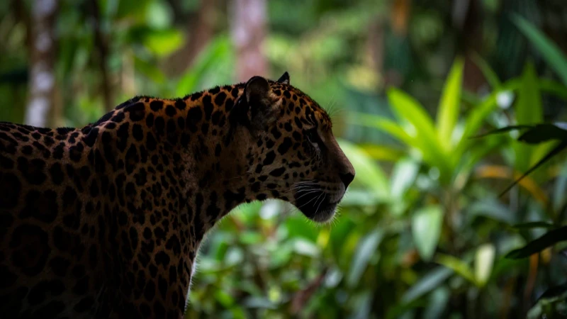 ANIMALES de Morelos: Descubre 10 ESPECIES FASCINANTES 3 Jaguar en selva, fotografía impactante y cercana