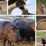 10 Animales Sorprendentes de Nuevo León que Debes Conocer