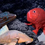 ANIMALES DE CAMPECHE: DESCUBRE 10 ESPECIES ASOMBROSAS