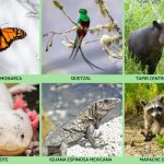ANIMALES DE JALISCO: Descubre la TUZA REAL MEXICANA y Más