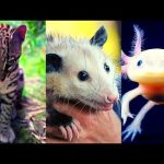Animales de Tlaxcala: Descubre la BIODIVERSIDAD INCREÍBLE