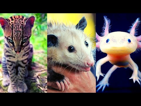 Animales de Tlaxcala: Descubre la BIODIVERSIDAD INCREÍBLE