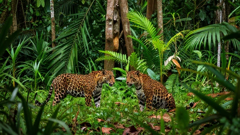 animales de