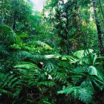 BOSQUES DE COLIMA: Descubre sus ECOSISTEMAS y SELVA SECA