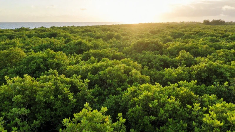 Costa de Campeche, naturaleza vibrante y dorada