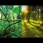 Cuál es la diferencia entre jungla, selva y bosque