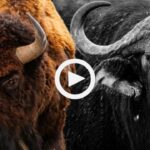 Cuáles son las diferencias entre búfalos y bisontes