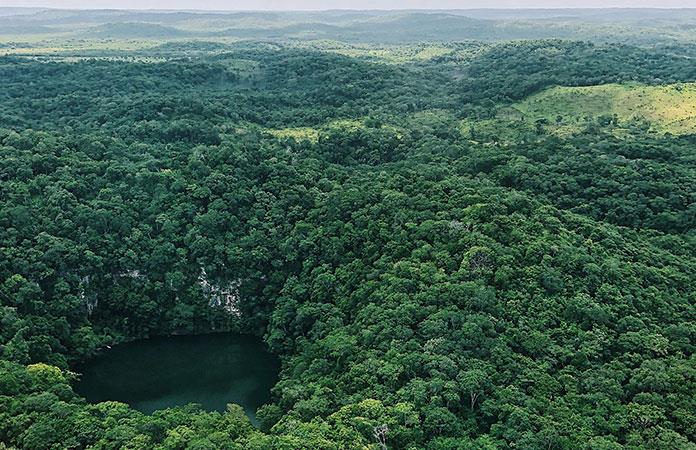descubre la exotica flora y selvas de quintana roo