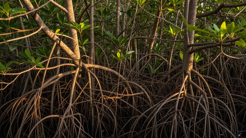 Bosque exuberante, raíces y luz dorada