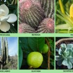 Ecosistema de PUEBLA: Descubre su FLORA y Plantas Únicas