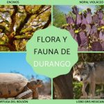 ESPECIES ENDÉMICAS y FLORA ÚNICA de Chihuahua ¡Descúbrelas!