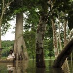 Explora la Fascinante Flora y Ecosistemas de Chiapas