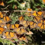 Explora la Flora y Biodiversidad de Aguascalientes