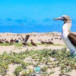 Explora la Increíble Biodiversidad de la Fauna en Sinaloa