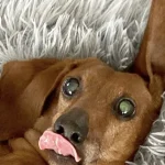 Explora las Sorprendentes Lenguas: ¡Más Allá de los Perros!