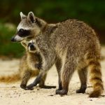 FAUNA CDMX: Descubre la RICA VIDA SILVESTRE de la Ciudad