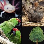 FAUNA DE AGUASCALIENTES: DESCUBRE SU RIQUEZA NATURAL