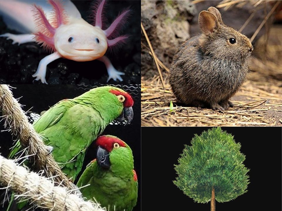 fauna de aguascalientes descubre su riqueza natural