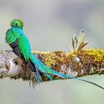 Fauna de Chiapas: Maravillas de Animales Endémicos