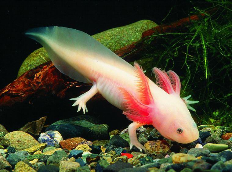 FAUNA DE MICHOACÁN: DESCUBRE ANIMALES ENDÉMICOS Y ÚNICOS 7 fauna de michoacan descubre animales endemicos y unicos