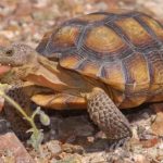 Fauna de Sonora: DESCUBRE su DIVERSIDAD y BELLEZA ANIMAL