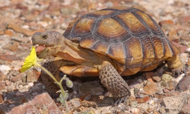 Fauna de Sonora: DESCUBRE su DIVERSIDAD y BELLEZA ANIMAL 22 fauna de sonora descubre su diversidad y belleza animal