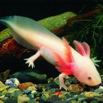 Fauna de Tabasco: DESCUBRE Animales ENDÉMICOS ÚNICOS