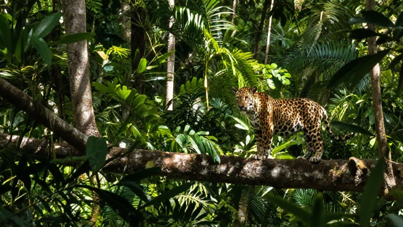 FAUNA EN VERACRUZ: DESCUBRE ANIMALES ÚNICOS y ESPECIALES 4 Un jaguar en la selva veracruzana, vibrante