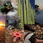 FAUNA y FLORA de OAXACA: Descubre su RIQUEZA y VARIEDAD