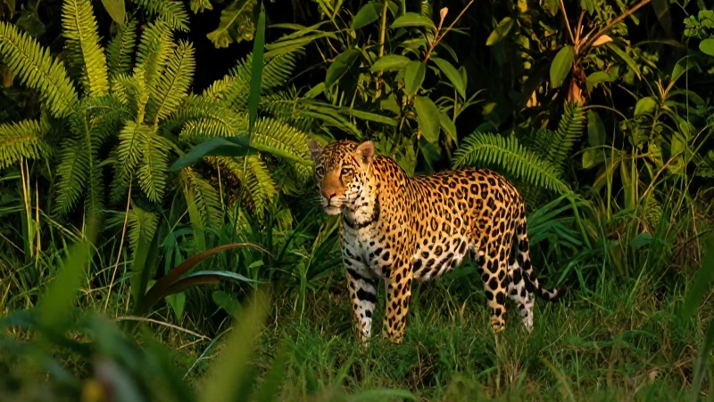 FAUNA Y FLORA DE QUERÉTARO: DESCUBRE SU RIQUEZA NATURAL 5 Fotografía realista de un jaguar en dorado