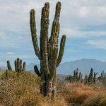 FLORA de Baja California: DESCUBRE su EXCLUSIVA VEGETACIÓN