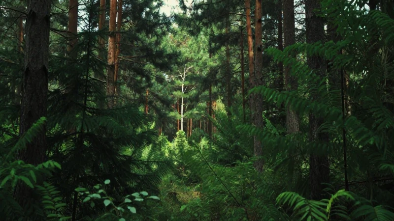 Bosque de pinos, luz suave y verde exuberante