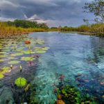 FLORA DE CAMPECHE: DESCUBRE su RIQUEZA y BELLEZA NATURAL