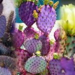 FLORA DE DURANGO: DESCUBRE SU BELLEZA Y DIVERSIDAD ÚNICA