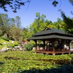 FLORA DE MORELOS: Descubre su RIQUEZA y BELLEZA ÚNICA