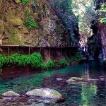 FLORA DE QUERÉTARO: DESCUBRE SU RIQUEZA NATURAL Y BELLEZA
