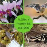 FLORA y FAUNA de Jalisco: Descubre su ECOSISTEMA ÚNICO