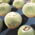 Plantas de Zacatecas: DESCUBRE sus REGIONES NATURALES ÚNICAS