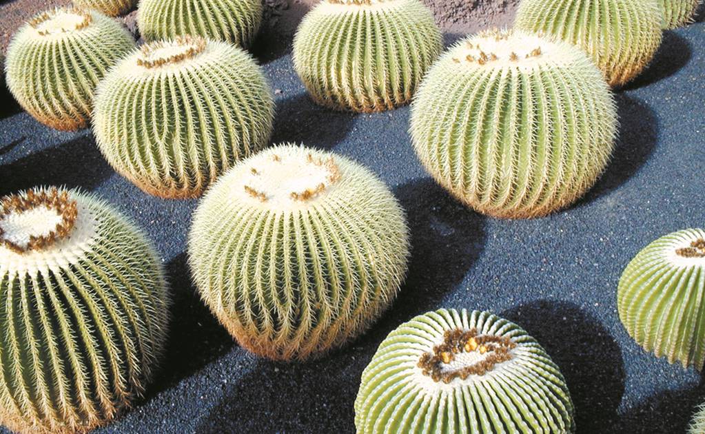 Plantas de Zacatecas: DESCUBRE sus REGIONES NATURALES ÚNICAS 2 plantas de zacatecas descubre sus regiones naturales unicas