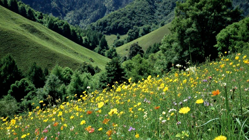Explora la Flora Única del Estado de México y sus Ecosistemas 4 Paisaje natural vibrante, capturado documentalmente