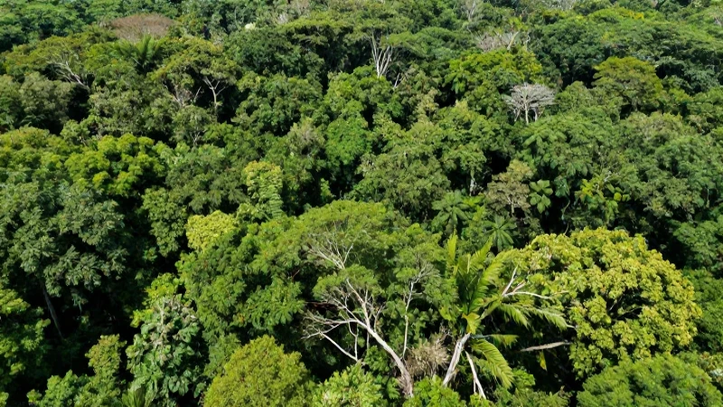 Regiones NATURALES y VEGETACIÓN de Tamaulipas: ¡Descúbrelo! 9 Selva tamaulipense, exuberante y soleada