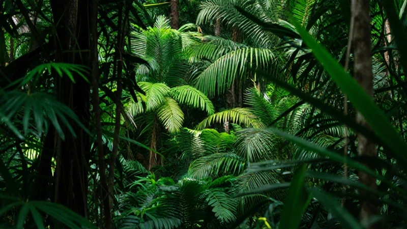 Regiones NATURALES y VEGETACIÓN de Tamaulipas: ¡Descúbrelo! 7 Selva tropical exuberante, luz filtrada y cinematográfica