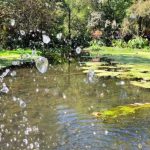 RÍOS y LAGOS en CDMX: Descubre su HIDROGRAFÍA Esencial