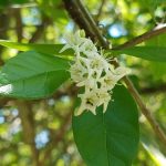 TIPOS DE VEGETACIÓN en NUEVO LEÓN: DESCUBRE su FLORA ÚNICA