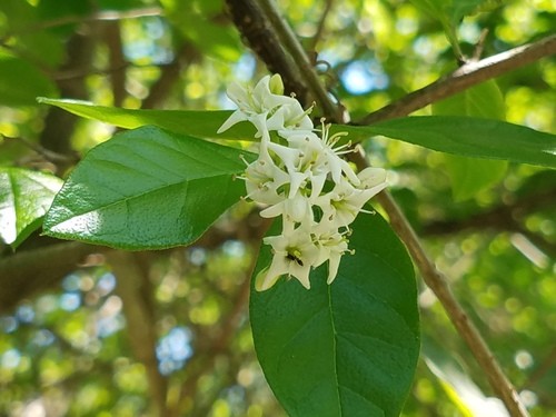 tipos de vegetacion en nuevo leon descubre su flora unica