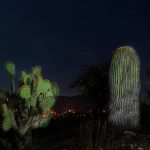 VEGETACIÓN de Guanajuato: Descubre 10 PLANTAS Sorprendentes