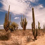 Vegetación de Sonora: DESCUBRE su RICA FAUNA y FLORA
