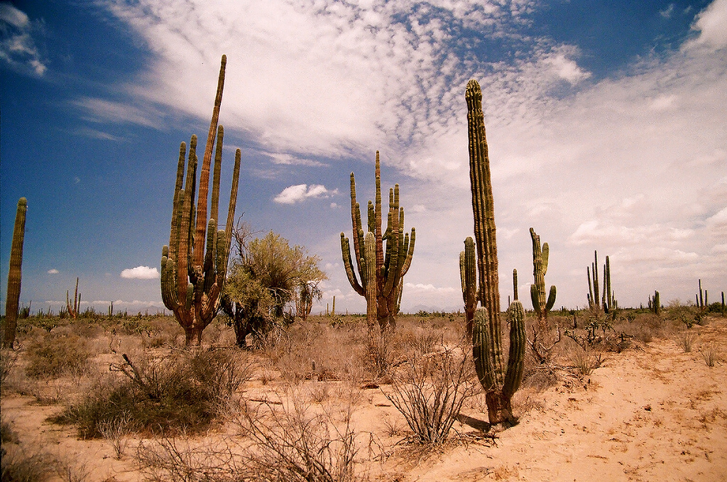 Vegetación de Sonora: DESCUBRE su RICA FAUNA y FLORA 2 vegetacion de sonora descubre su rica fauna y flora