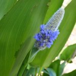 Vegetación de Tabasco: Descubre su FLORA ÚNICA y RICA