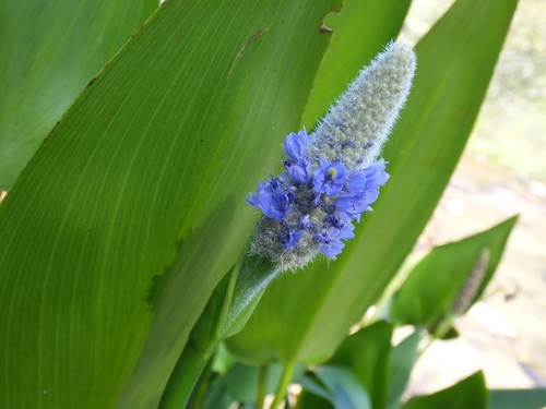 vegetacion de tabasco descubre su flora unica y rica